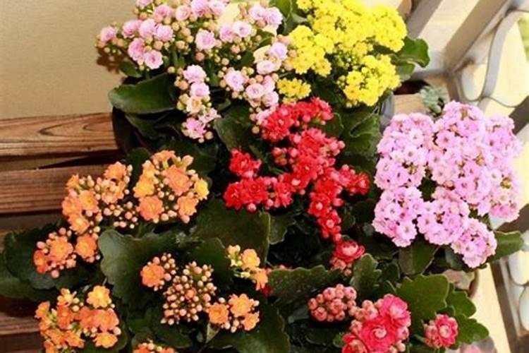 长寿花施什么肥最好