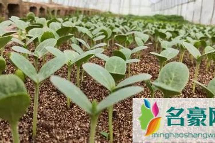 西瓜苗长满地怎么施肥呢