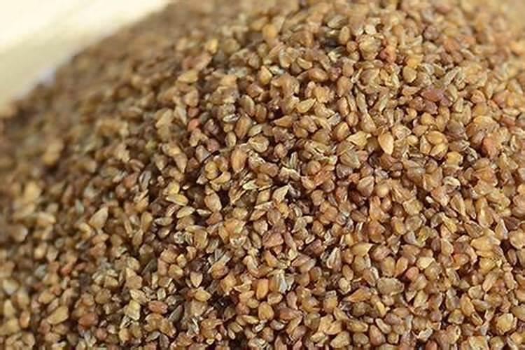 在吉林什么时候种荞麦最好？