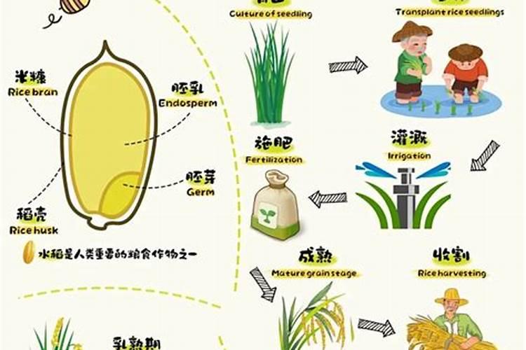 氨基酸叶面肥用于水稻的用量