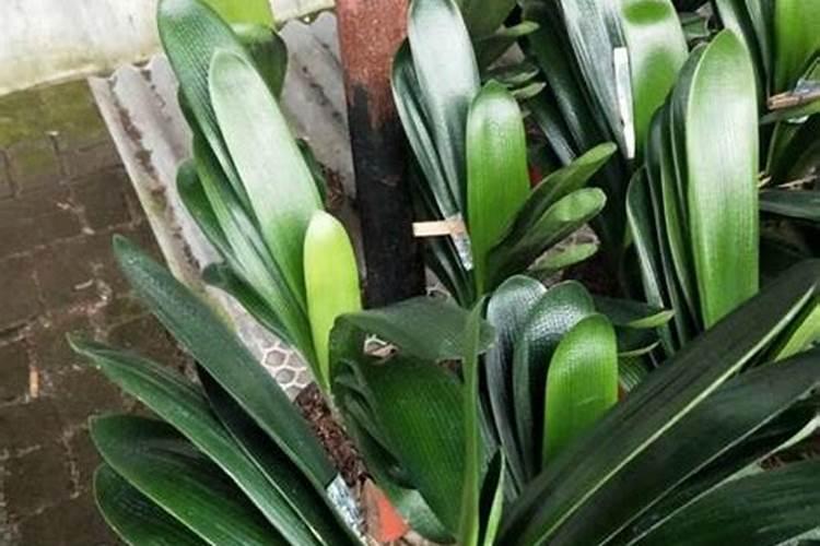 君子兰用什么肥料