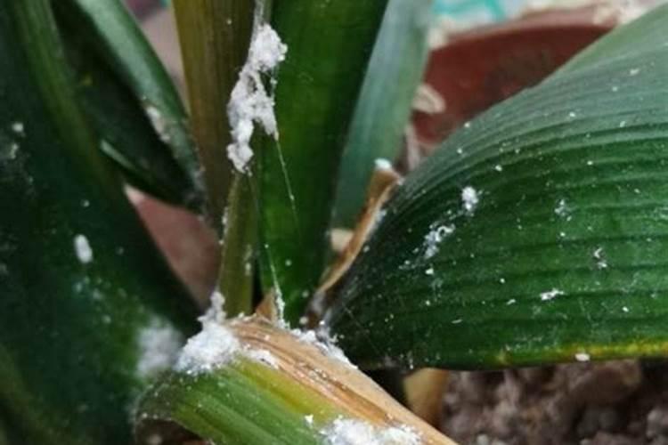 刚买的君子兰怎养护,根部消毒重栽后适当光照和浇水