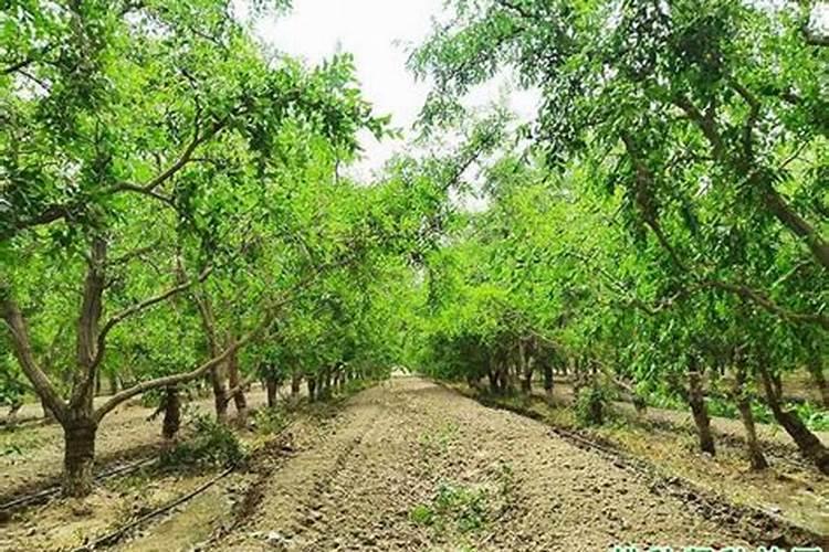 枣树施什么肥最好