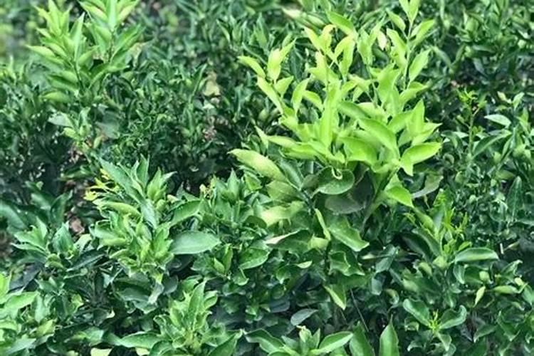 沃柑五月后可以开勾放肥吗？