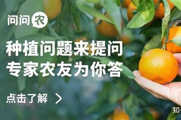 柑橘喷施叶面肥有哪些讲究？