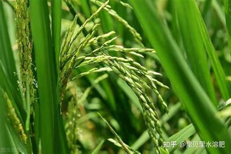 水稻如何施硅肥？一亩田需要多少硅肥？