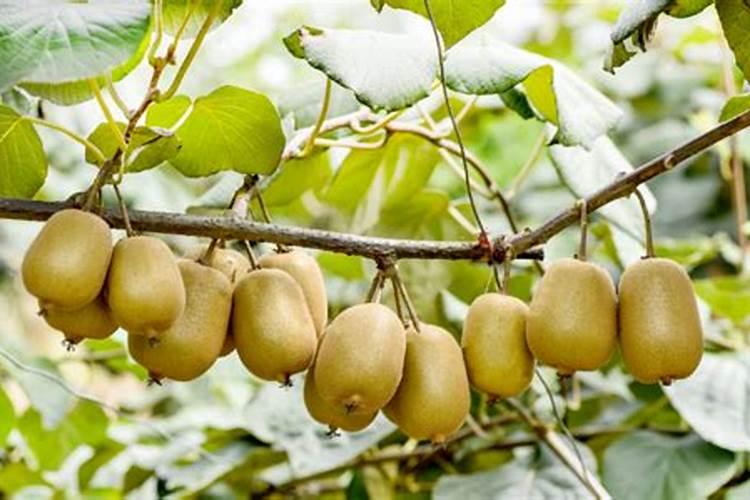 猕猴桃施肥用什么水溶肥？