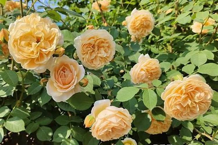 月季长花苞后怎么施肥