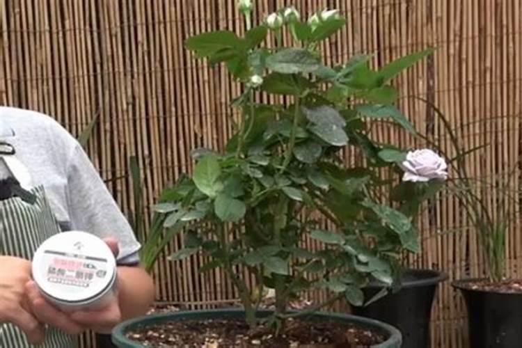 月季用什么肥料效果好