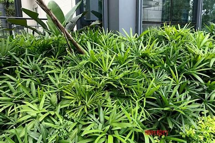 盆栽棕竹浇水施肥技巧