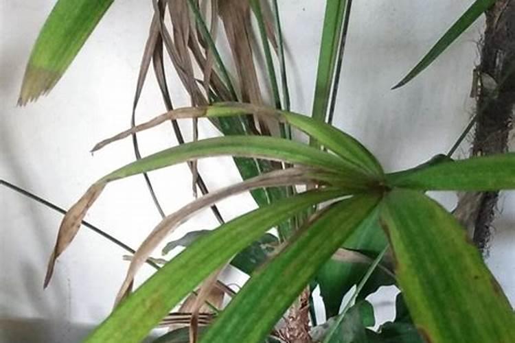 盆栽棕竹浇水施肥技巧