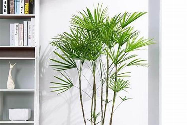 棕竹怎么养才长得好