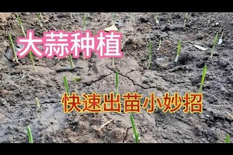 大蒜生长需肥规律是怎样的？大蒜施肥氮磷钾比例是多少呢？