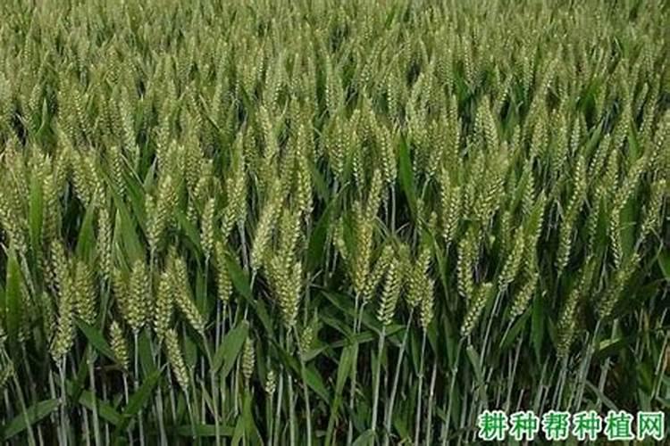 小麦用平衡肥还是高氮肥