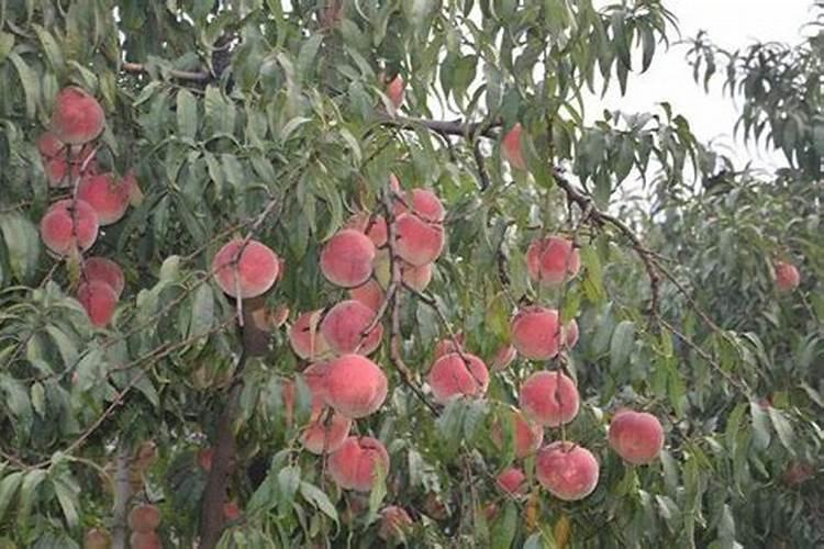 怎样才能让果树延迟开花结果