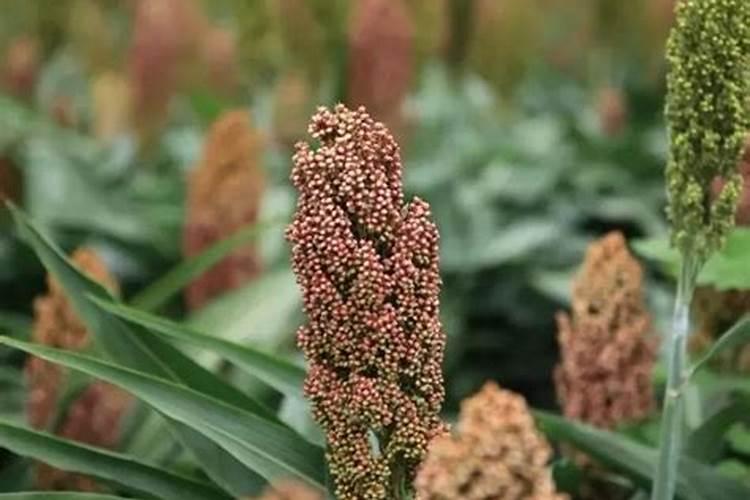 种植高粱都是需要用什么肥料？