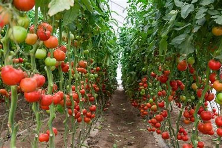 西红柿如何施肥,追施肥料要注意哪些问题？