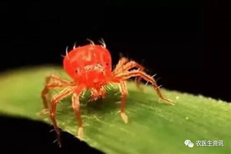 防治红红蜘蛛的同时,是否能喷叶面肥