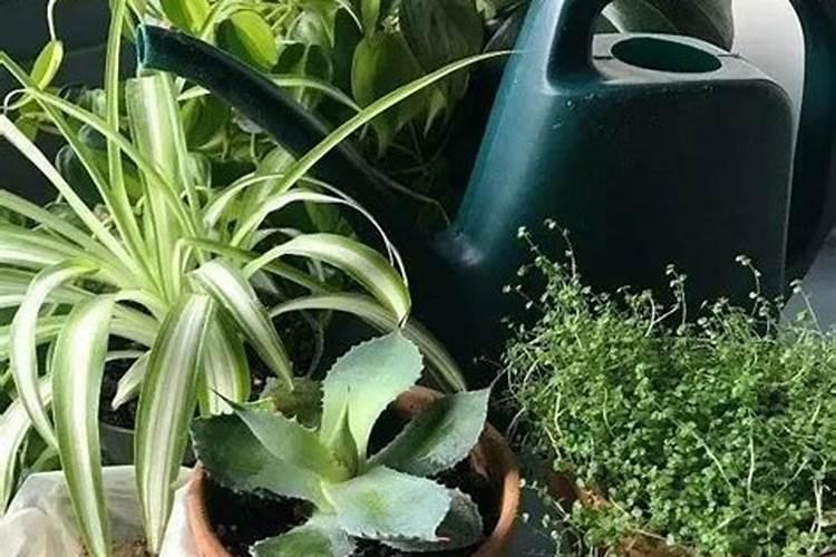 农用化肥可以养花吗