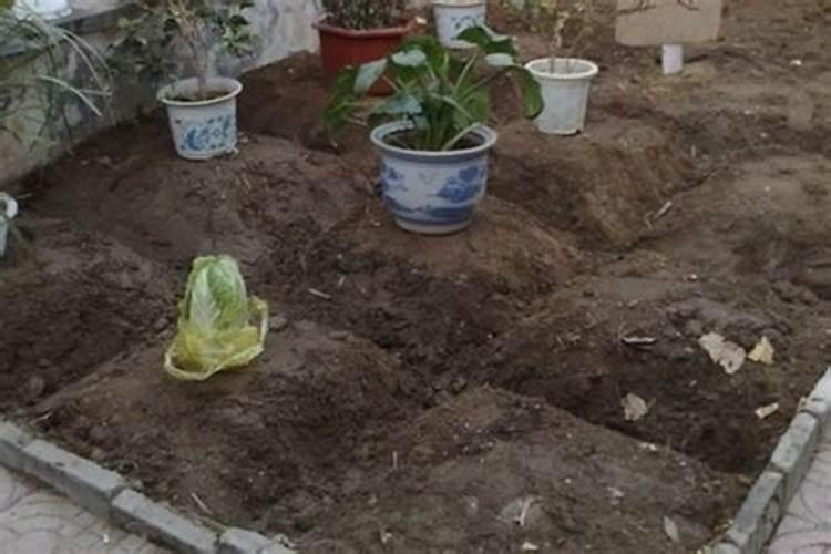 在院子里种菜,要什么灰