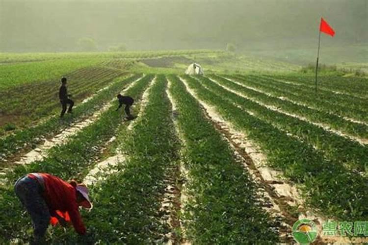 怎样做到施足底肥,适时追肥？