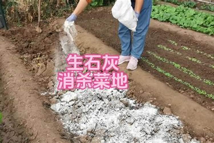 石灰撒土里多久可以种菜(石灰撒土里多久可以种植物)