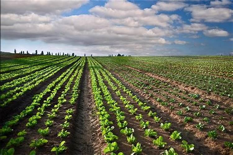 动物蛋白冲施肥 的制作