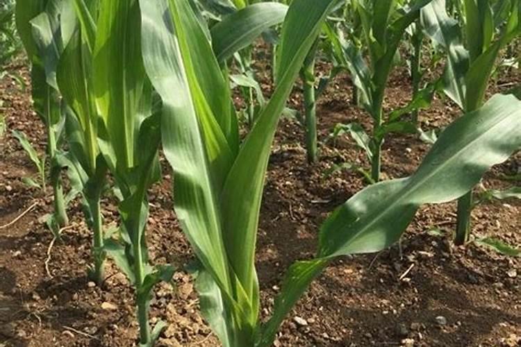 玉米底肥一次性施肥 氮磷钾 各用多少？