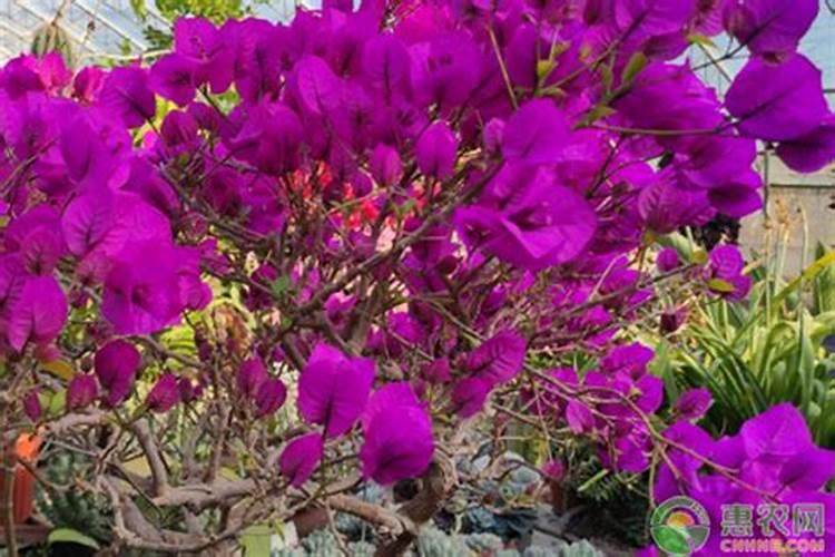 三角梅用什么肥料好三角梅如何施肥