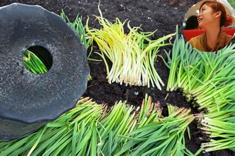 蒜苗施什么肥料最好