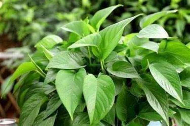 养绿萝不用施肥,3种水浇一浇,枝叶疯长,你知道吗？