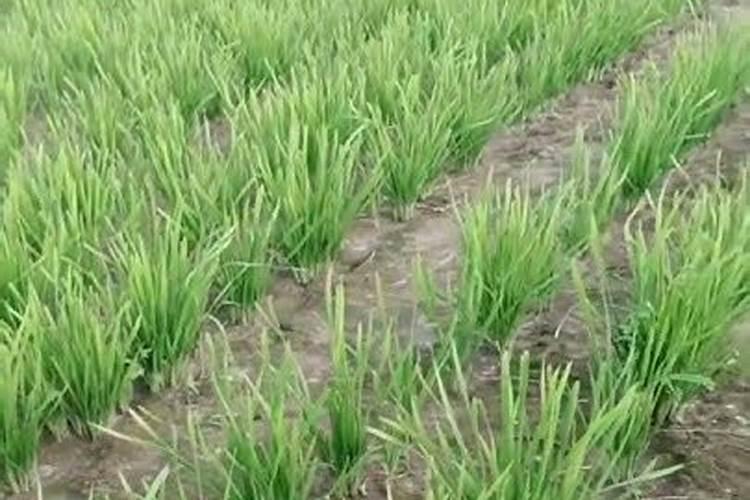 韭菜收割后如何施尿素肥