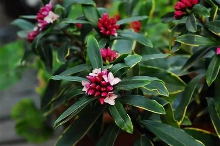 瑞香喜欢什么肥料