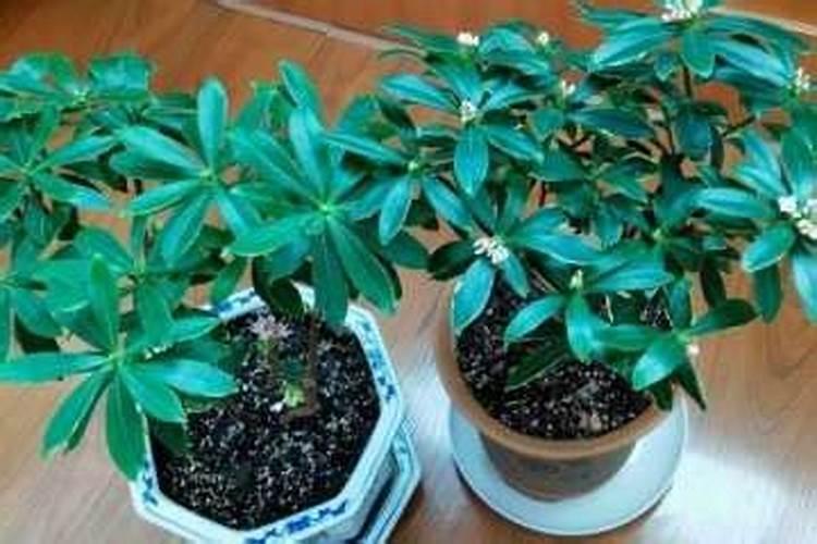 瑞香施什么肥料