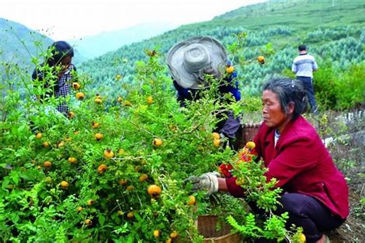 刺梨几年开花结果