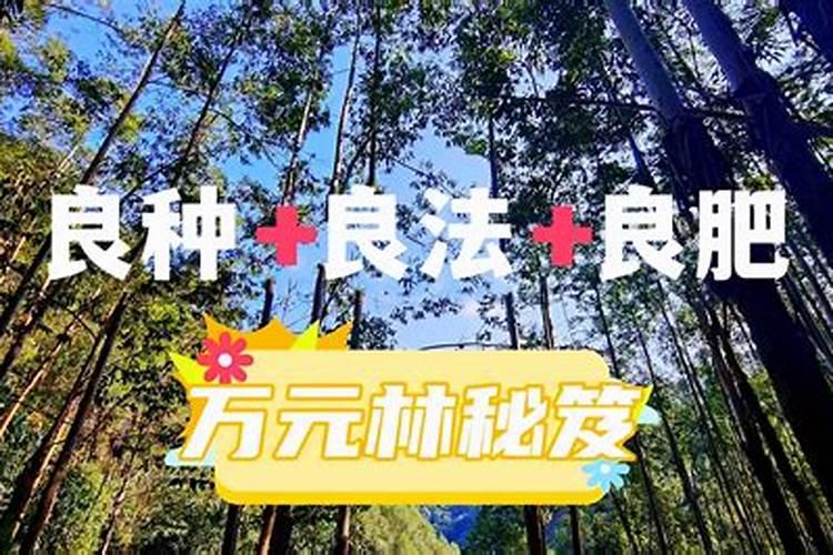 桉树肥哪家好？