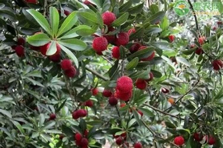 杨梅专用叶面肥怎么使用,更增产？