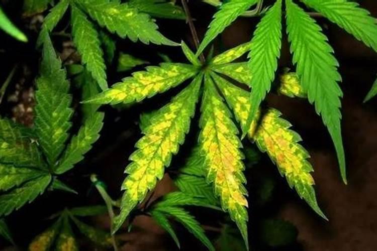 粽叶打什么叶面肥增厚