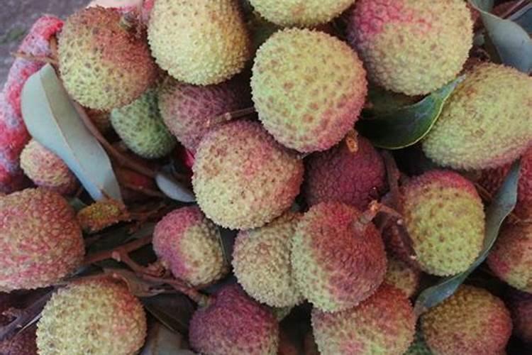 冬季妃子笑什么时间段施肥最好