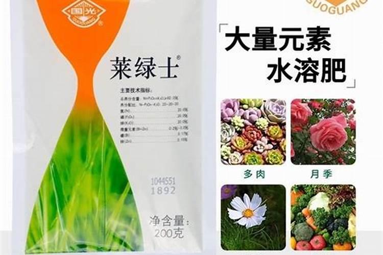 如何让月季爆盆施肥