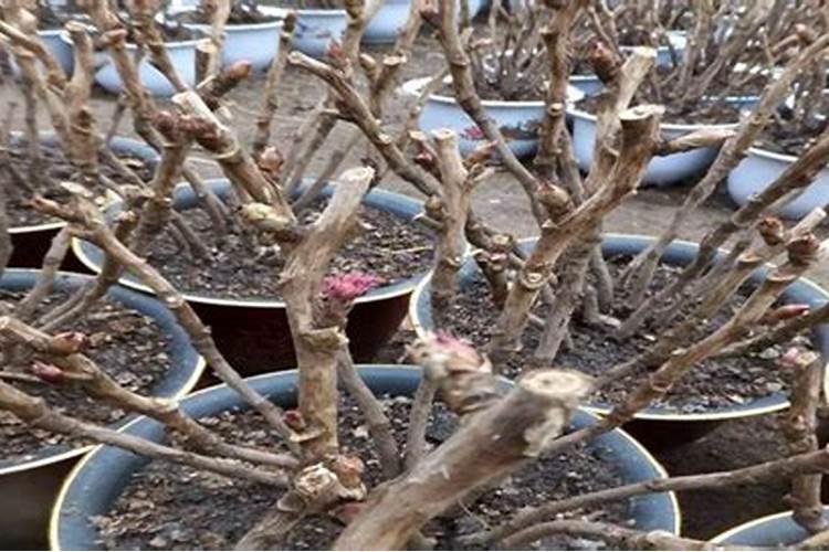 花多多1号可以浇月季吗？