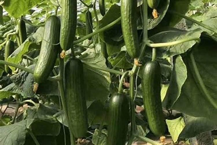 黄瓜什么时候用高钾肥料 怎么施肥提高产量