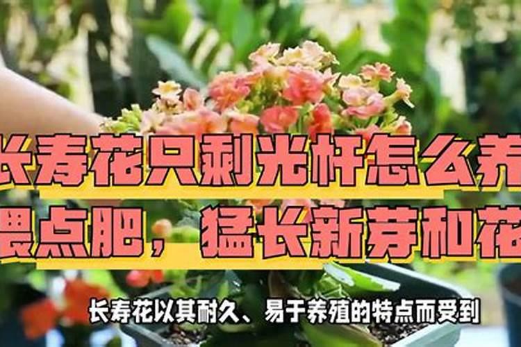 长寿花施肥方法,用什么肥好