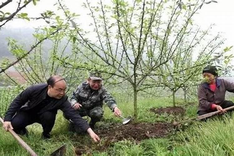 朋友您好苹果树用什么肥料最好