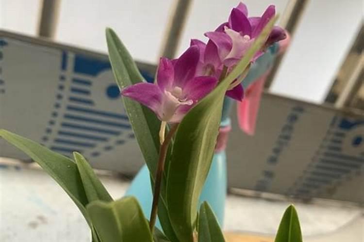 澳洲香水石斛的养殖方法和注意事项