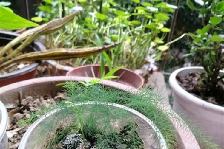 文竹浇什么水好 叶子长的绿