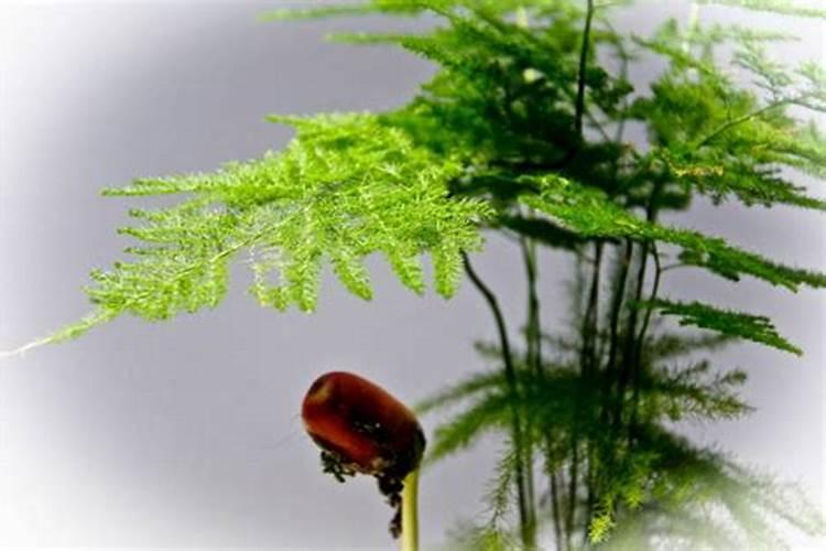 自己家中的文竹盆景,该如何给它们施肥呢？