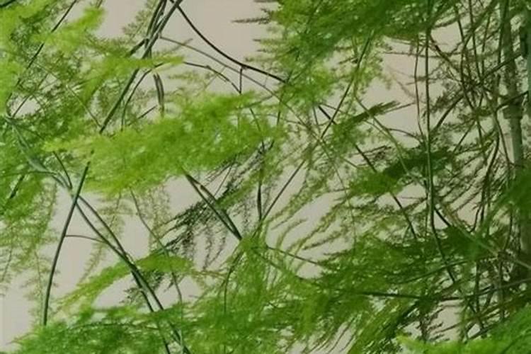 文竹用什么肥料好