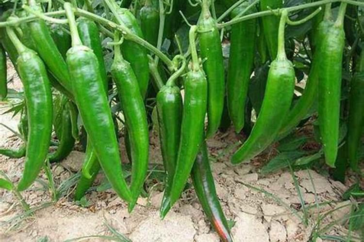 青椒用什么肥料最好