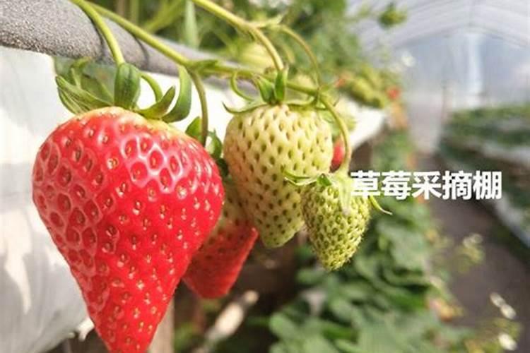 草莓苗幼期补什么肥料